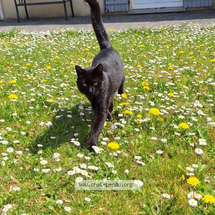 Foto 1/1 Milo Chat perdido en Bray sur seine