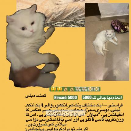 Foto 1/1 Frosty Chat perdido en Lahore