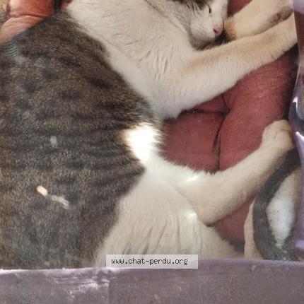 Foto 1/1 Gato encontrado Encontrado en La riviere de corps