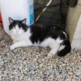 Foto del gato perdido en Camors