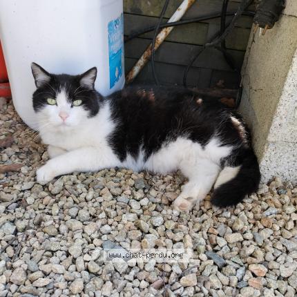 Foto 1/1 Gwenaelle Lequerré Chat perdido en Camors