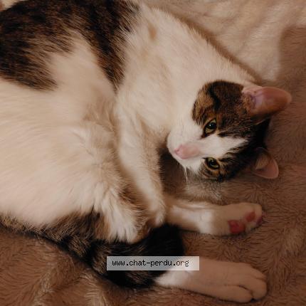 Foto 1/1 Peter Chat perdido en Sainte savine