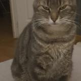 Foto del gato perdido en Pannessieres