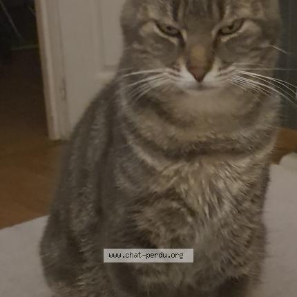 Foto 1/1 Gribouille Chat perdido en Pannessieres