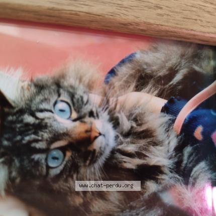 Foto 1/1 Grisou Chat perdido en Fontanes