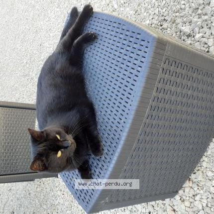 Foto 1/2 Minette Chat perdido en Frileuse