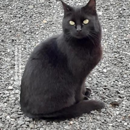 Foto 2/2 Minette Chat perdido en Frileuse