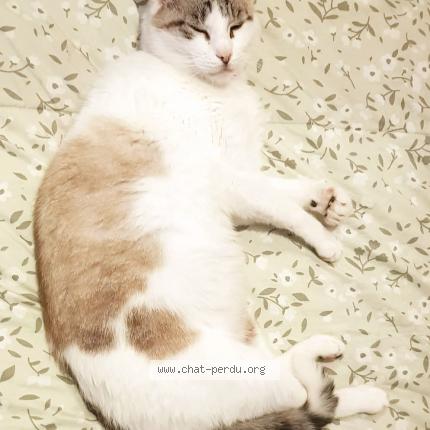 Foto 1/1 Giovanni Chat perdido en Bethune