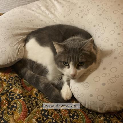 Foto 1/1 Roger Chat perdido en Montreuil