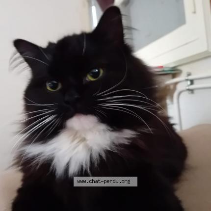 Foto 1/1 Peppa peps Chat perdido en Le pizou