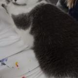 Foto del gato perdido en Saint Aubin Celloville