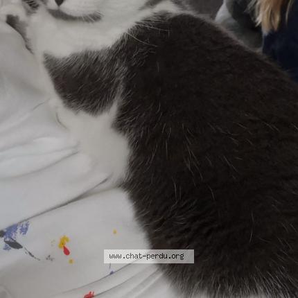 Foto 1/1 Lilou Chat perdido en Saint aubin celloville