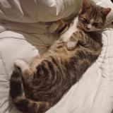 Foto del gato perdido en Bantigny