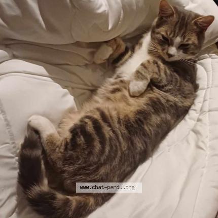 Foto 1/1 Petit chat Chat perdido en Bantigny