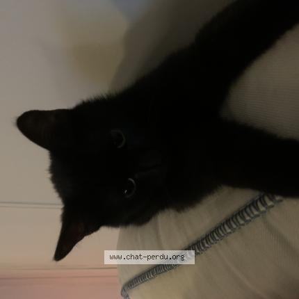 Foto 1/1 Youmi Chat perdido en Avignon