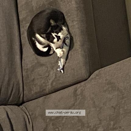 Foto 1/1 Kitty Chat perdido en Saint victor sur rhins