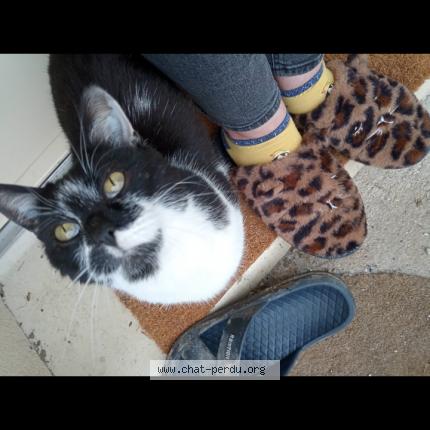 Foto 1/1 Mounia Chat perdido en Cravant deux rivieres