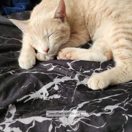 Foto 1/1 Ninja Chat perdido en Mezidon vallee d auge