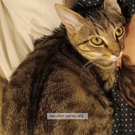 Foto 1/1 Mallow Chat perdido en Le tour du parc