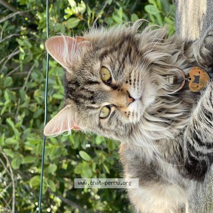 Foto 1/1 Tanya Chat perdido en Saint bres