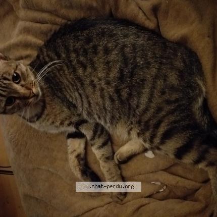 Foto 1/1 Floky Chat perdido en Lomme