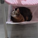 Foto del gato perdido en Lodeve