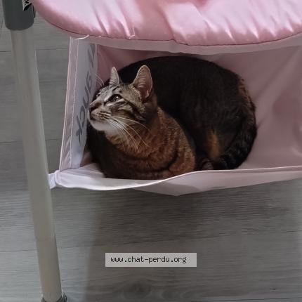 Foto 1/1 Nala Chat perdido en Lodeve