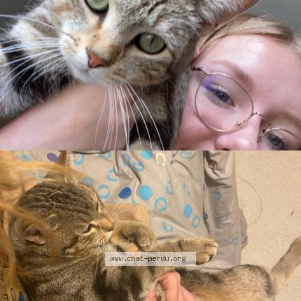Foto 1/1 Fripouille Chat perdido en Argenteuil sur armancon