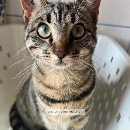 Foto 1/1 S&eacute;li Chat perdido en Ste olive