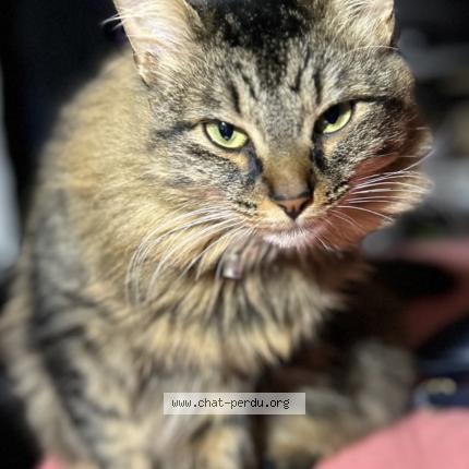 Foto 1/1 Yucca Chat perdido en Ivry sur seine