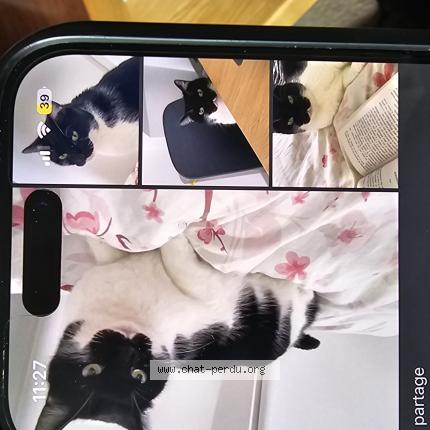 Foto 1/1 Sushi Chat perdido en Besancon