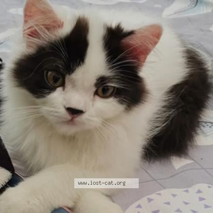 Foto 1/1 Simba Chat perdido en Dehradun