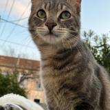 Foto del gato perdido en Marseille