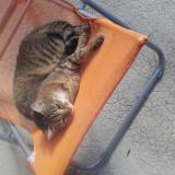 Foto del gato perdido en Chelieu