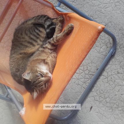 Foto 1/1 GRISETTE Chat perdido en Chelieu