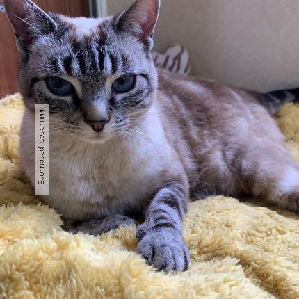 Foto 1/1 Opale Chat perdido en Mortroux