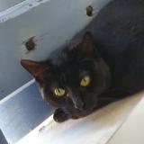 Foto del gato perdido en Chaponnay