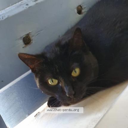 Foto 1/1 Siana Chat perdido en Chaponnay