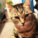 Foto del gato perdido en Chouze Sur Loire