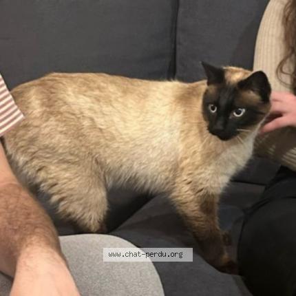 Foto 1/1 Rumba Chat perdido en Bromont lamothe