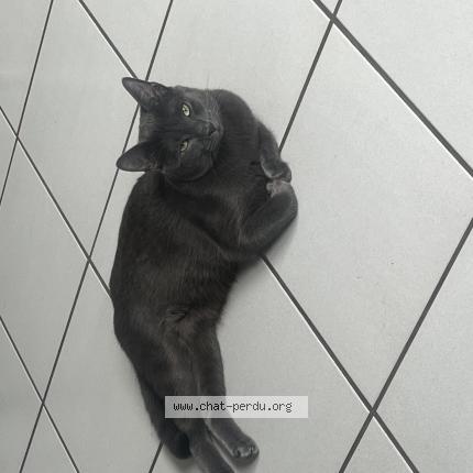 Foto 1/1 Perle Chat perdido en Plomelin