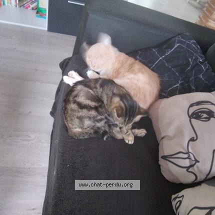 Foto 1/1 Lugia Chat perdido en Langon