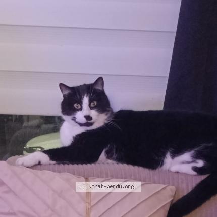 Foto 1/1 Clyde Chat perdido en Saint amand les eaux