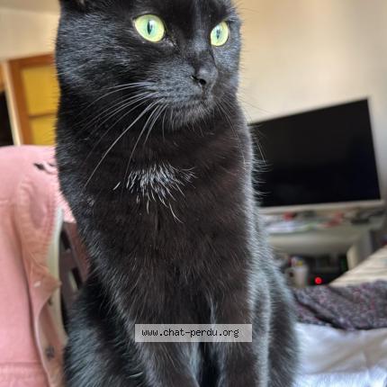 Foto 1/1 BOOH Chat perdido en Coulommiers