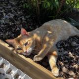 Foto del gato perdido en Saint Sylvestre Sur Lot