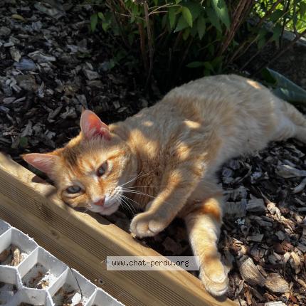 Foto 1/1 Simba Chat perdido en Saint sylvestre sur lot