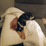 Foto del gato perdido en Etrechy