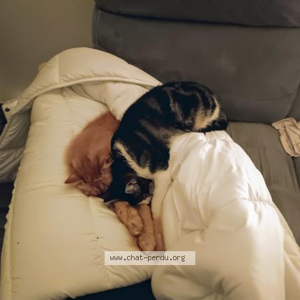 Foto 1/1 Simone Chat perdido en Etrechy