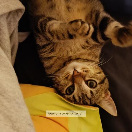 Foto 1/1 Plume Chat perdido en Chatellerault