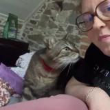 Foto del gato perdido en Joue Sur Erdre